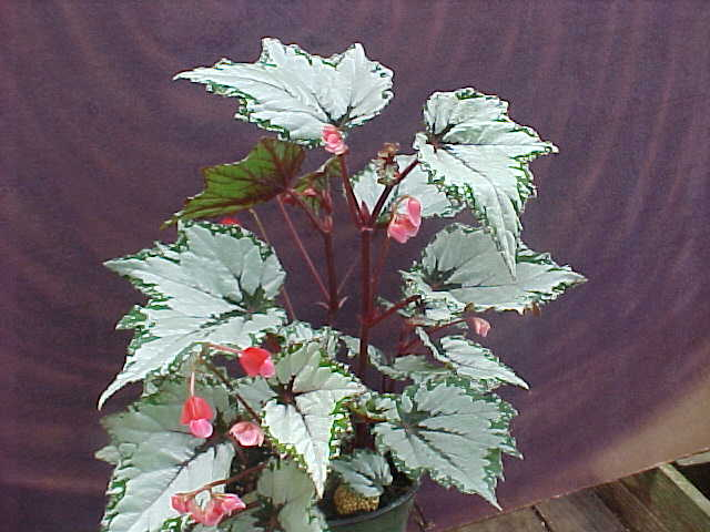 B. ‘Dale's Delight’